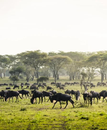 Herd of wildebeest sit in verdant pasture, in the background acacia trees, Sanctuary Kichakani Serengeti camp Tanzania - Yellow Zebra Safari