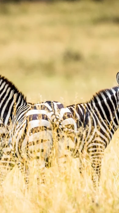 Zebra game safari