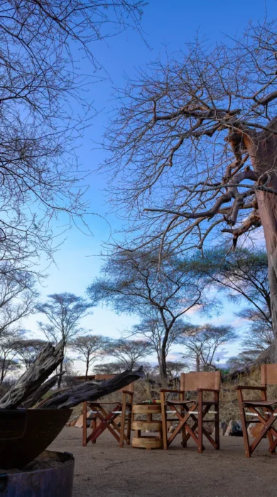 asanja ruaha camp fire tanzania yellow zebra safaris