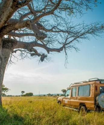 Game drive Nimali Tarangire