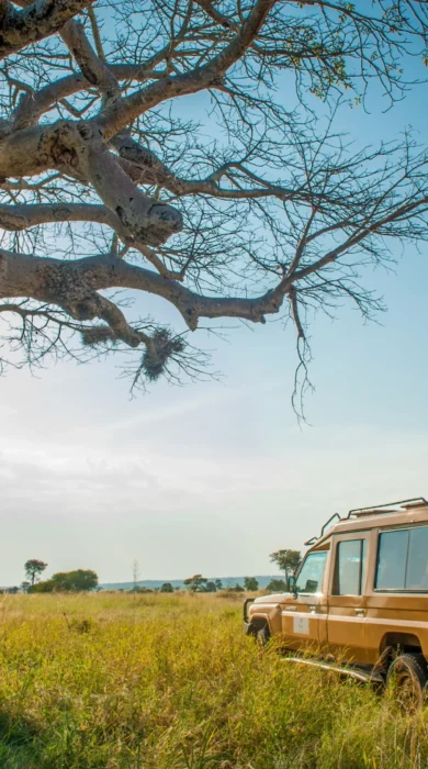 Game drive Nimali Tarangire