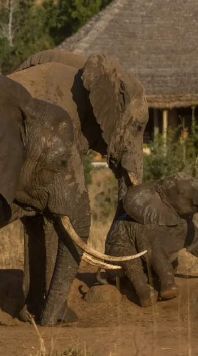 Elephants in mud africa