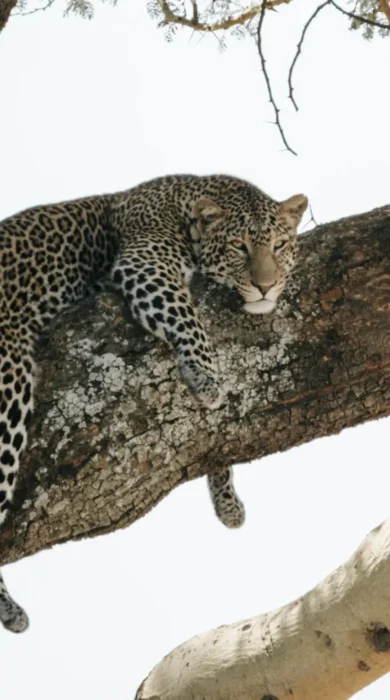 leopard, nimali serengeti, serengeti np, tanzania