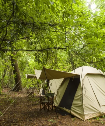 Rubondo Island chimp trekking fly camp tanzania yellow zebra safaris