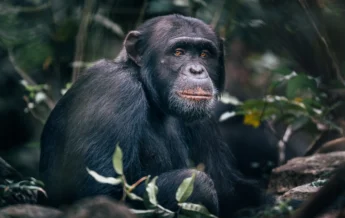 Rubondo Island chimp trekking tanzania yellow zebra safaris