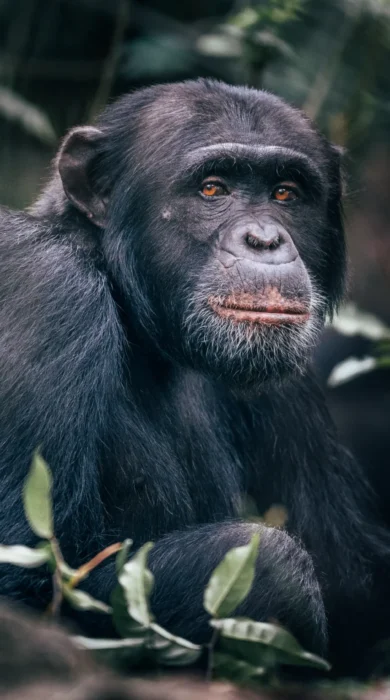 Rubondo Island chimp trekking tanzania yellow zebra safaris