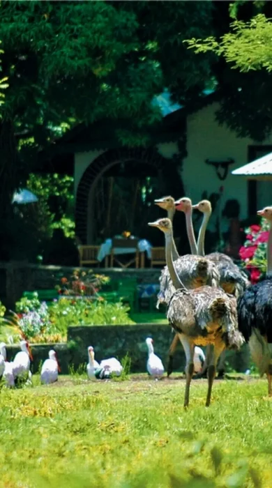 Tanzania game meru game lodge