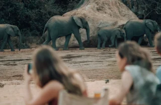 Elephants, Wayo Manyara, Lake Manyara, Tanzania