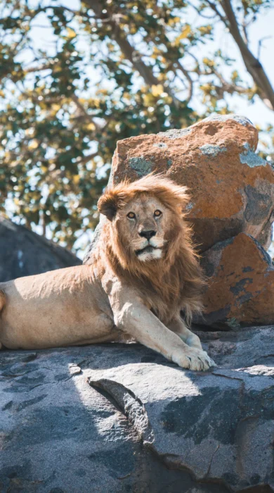 lion, wayo camps, the serengeti, tanzania