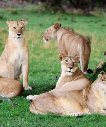 serengeti bushtops lions wildlife tanzania yellow zebra safaris