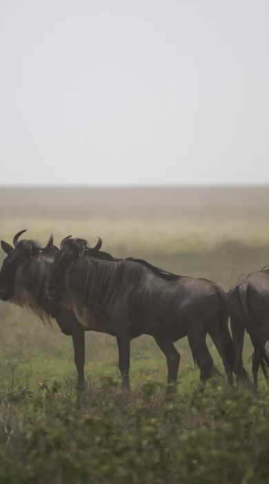 Tanzania