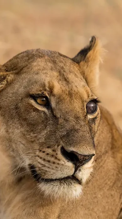 jabali private house tanzania lion yellow zebra safaris