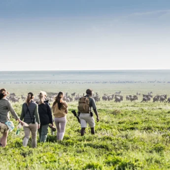 Walking safaris, Songa Migrational Camp, Serengeti, Tanzania