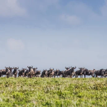 Wildebeest migration, Serengeti wildlife, Tanzania