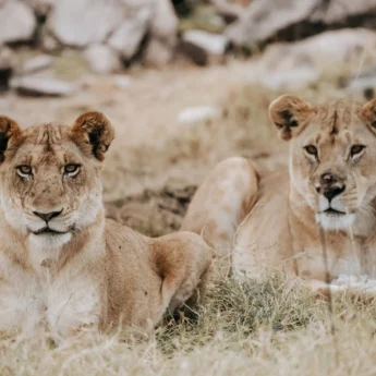Lions, Usawa, The Serengeti, Tanzania