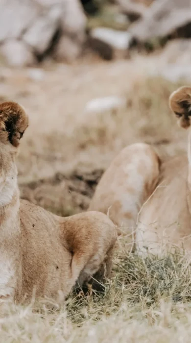 Lions, Usawa, The Serengeti, Tanzania