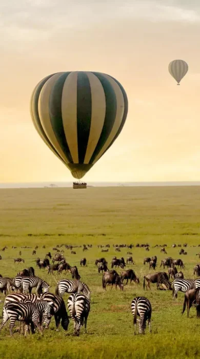 Hot air balloon sits over a herd of zebra as the sun rises, One Nature Mara River, Serengeti NP, Tanzania - Yellow Zebra Safari