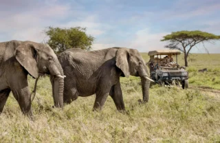 Two elephants walk through grass ahead of a safari truck, One Nature Mara River, Serengeti NP, Tanzania - Yellow Zebra Safari