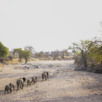Elephants, Kokoko Camp, Ruaha, Tanzania