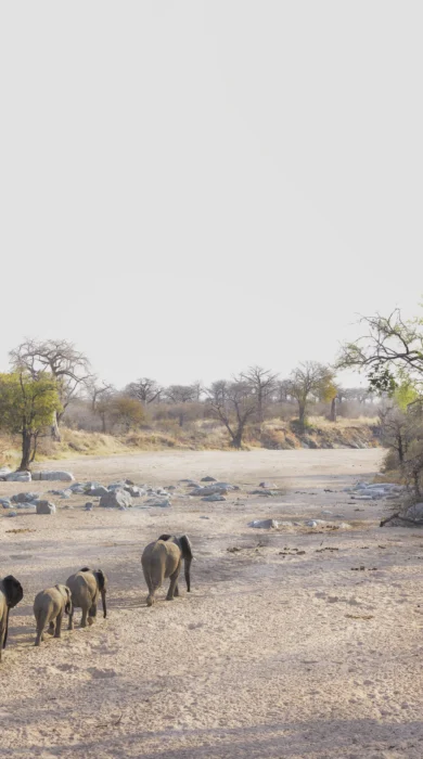 Elephants, Kokoko Camp, Ruaha, Tanzania