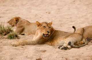 Lions, Kokoko Camp, Ruaha, Tanzania
