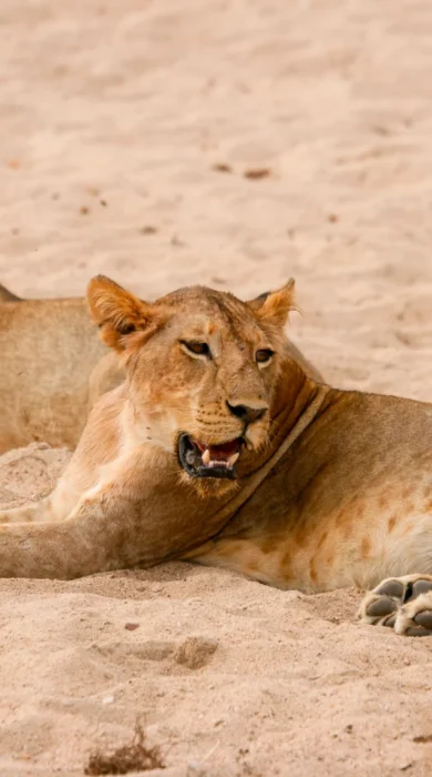 Lions, Kokoko Camp, Ruaha, Tanzania