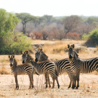 Zebras, Kokoko Camp, Ruaha, Tanzania