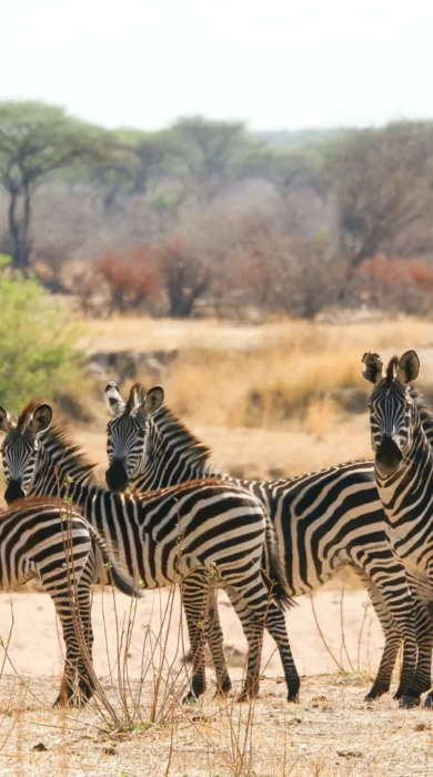 Zebras, Kokoko Camp, Ruaha, Tanzania