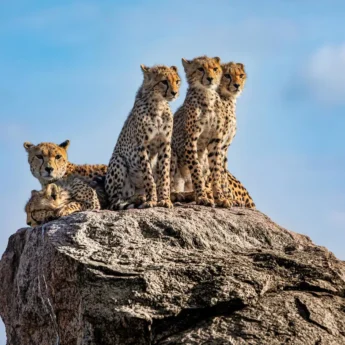 Cheetah, Olkeri Camp, Tarangire National Park, Tanzania