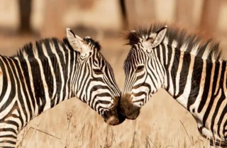 Zebra, Olkeri Camp, Tarangire National Park, Tanzania