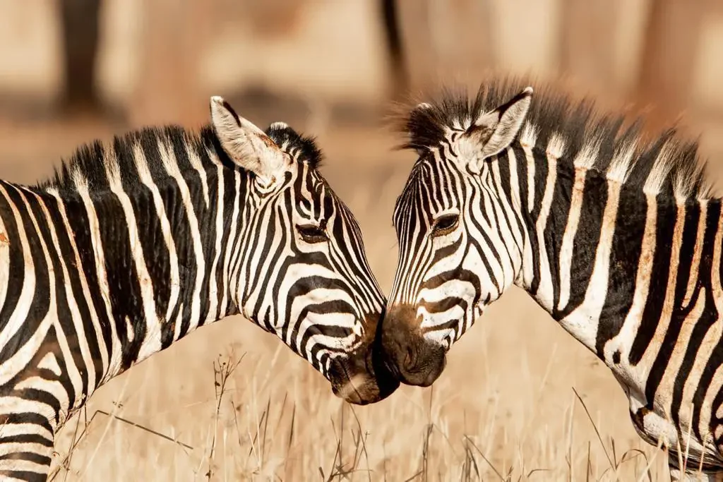Zebra, Olkeri Camp, Tarangire National Park, Tanzania
