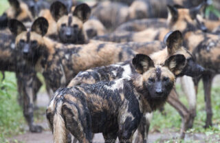 Wild Dog, Chicari, Gorongosa, Mozambique, Yellow Zebra Safaris