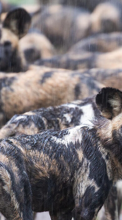 Wild Dog, Chicari, Gorongosa, Mozambique, Yellow Zebra Safaris
