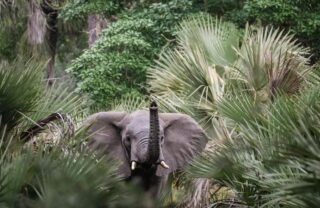 An elephant, enveloped in trees, blows their trunk, Muzimu Lodge, Gorongosa, Mozambique - Yellow Zebra Safaris
