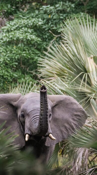 An elephant, enveloped in trees, blows their trunk, Muzimu Lodge, Gorongosa, Mozambique - Yellow Zebra Safaris