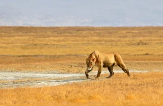 Lion hunting in the Ngorongoro Crater, Tanzania