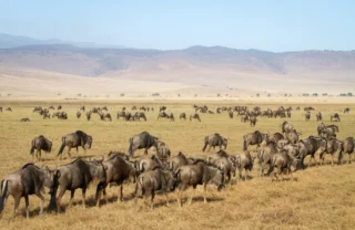 Wildebeest herd in the Ngorongoro Crater, Tanzania
