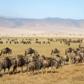 Wildebeest herd in the Ngorongoro Crater, Tanzania
