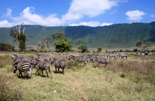 Zebras, wildlife in the Ngorongoro Crater, Tanzania