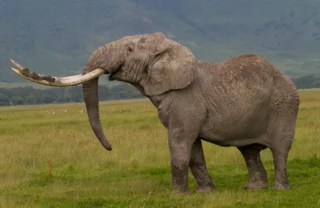 Bull elephant, Ngorongoro Crater, Tanzania wildlife, Tanzania