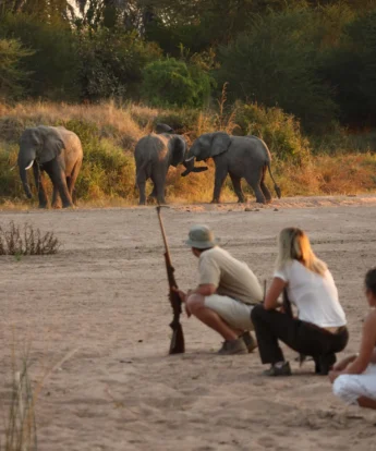 Walking safari to see elephants, Ruaha, Tanzania