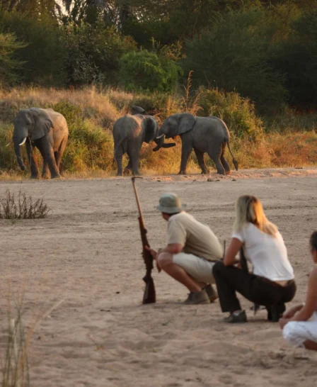 Walking safari to see elephants, Ruaha, Tanzania