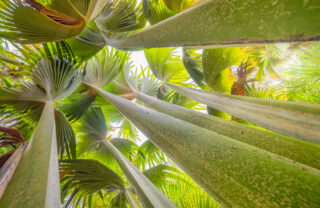 An undershot of tropical fauna, Vallee de Mai, Seychelles - Yellow Zebra Safaris