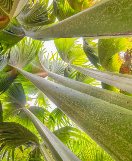 An undershot of tropical fauna, Vallee de Mai, Seychelles - Yellow Zebra Safaris