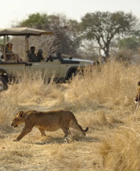 Lion safaris, Ruaha National Park, Tanzania, Africa