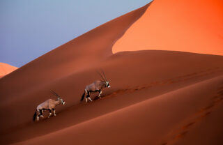 Two Oryx walk up a red dust dune, Namibia - Yellow Zebra Safaris