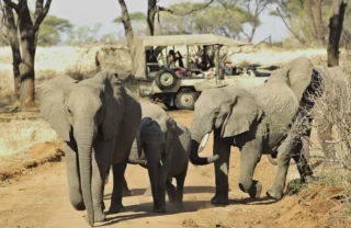 Elephants, Big Five safari in Ruaha National Park
