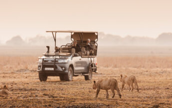 Safari truck watches two lions approach, Wilderness Busanga Bush Camp, Kafue, Zambia - Yellow Zebra Safari