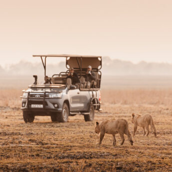 Safari truck watches two lions approach, Wilderness Busanga Bush Camp, Kafue, Zambia - Yellow Zebra Safari