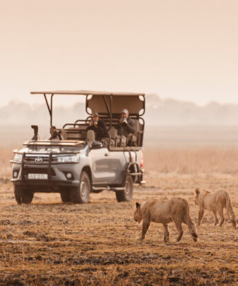 Safari truck watches two lions approach, Wilderness Busanga Bush Camp, Kafue, Zambia - Yellow Zebra Safari